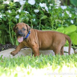CoJo - Rd whtn blk nose male Rhodesian Ridgeback puppy in Round Rock, Texas from Lone Star Ridgebacks