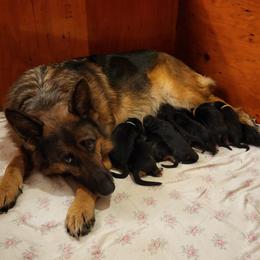 Luna - German Shepherd