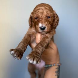 Peach - Red  female Goldendoodle puppy in Smithfield, Kentucky from KBK9 Kennels
