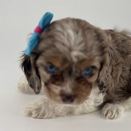 Cockapoo Puppies from Daisy and Dollie’s Little Darlins