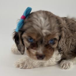 Cockapoo Puppies from Daisy and Dollie’s Little Darlins