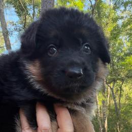 Female 1 - Black and red female German Shepherd puppy in Brooksville, Florida from Vom Hundhaus Shepherds