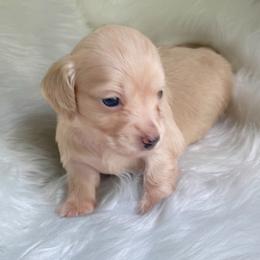 Remmie - Cream female Dachshund puppy in Sumrall, Mississippi from Huckleberry Tails