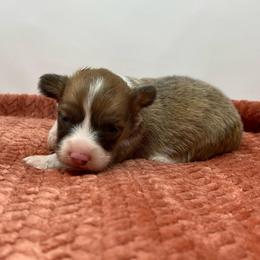 Orion (sable bluie fluffy) - Sable and white male American Corgi puppy in Waco, Texas from The Comma Corgis