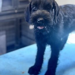 Girl 3 - Black female Giant Schnauzer puppy in Bois D’arc, Missouri from Down Low Kennels