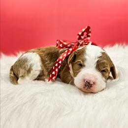 Snowflake - Red female Bernedoodle puppy in Russell Springs, Kentucky from 270 Doodles
