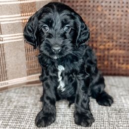 Steven Tyler - Black male Australian Labradoodle puppy in Decatur, Alabama from Southern Meadows Doodles
