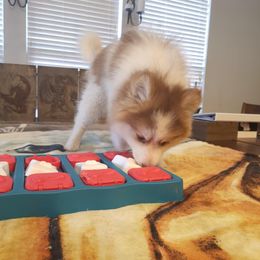 Pomsky Puppies from Tony Hwang