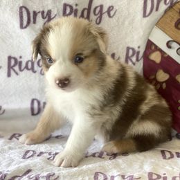 Red Merle Male - Red merle Miniature Australian Shepherd puppy in Cusick, Washington from Dry Ridge Miniature Australian Shepherds
