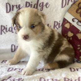 Red Merle Male - Red merle Miniature Australian Shepherd puppy in Cusick, Washington from Dry Ridge Miniature Australian Shepherds