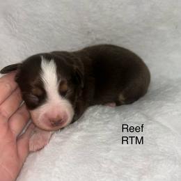 Reef - Red tri male Miniature Australian Shepherd puppy in Roseville, California from Golden State Mini Aussies