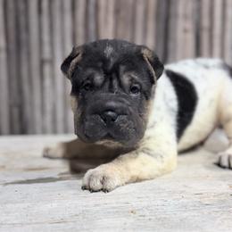 Harry - Black male Chinese Shar-Pei puppy in Lehigh Acres, Florida from Florida Wrinkles