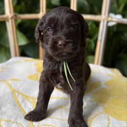 Atlas - Chocolate male Australian Labradoodle puppy in Sacramento, California from Little Farmstead Labradoodles
