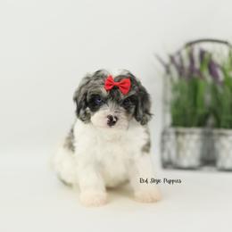 America (Red Collar Girl) - Merle female Cavapoo puppy in Republic, Missouri from Red Skye Puppies