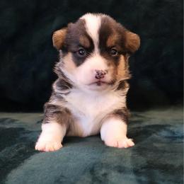 Hot Dog - Black and tan male Pembroke Welsh Corgi puppy in Arcanum, Ohio from Weissway Corgis
