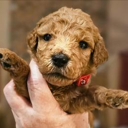 CINNAMON - Apricot female Goldendoodle puppy in Harris County, Texas from Cute & Curly Doodles