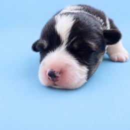Claus - White and black male Pembroke Welsh Corgi puppy in Ramona, Oklahoma from Eden Farms Corgis