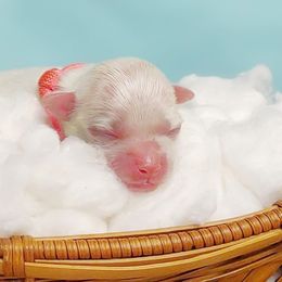 Companion Cross, Maltese, and Maltipoo Puppies from Seeking Shalom Acres Maltese, Maltipoos & Havamalts