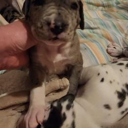 Merle Female - Merle female Great Dane puppy in Gig Harbor, Washington from Lakaya Danes