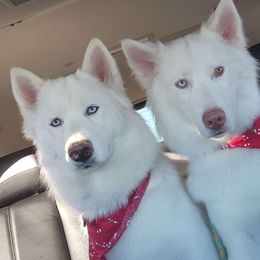 Angel - Siberian Husky