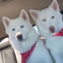 Angel - Siberian Husky
