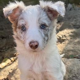 Juni Bae - Lilac merle female Border Collie puppy in Fairview, Tennessee from Hoffman Forest Acres LLC