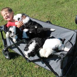 Bernedoodle, Neapolitan Mastiff, and Sheepadoodle Puppies from Cooper Creek Puppies
