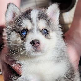 Pomsky Puppies from Nebula Ranch Pomskies