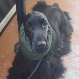Nero - English Cocker Spaniel