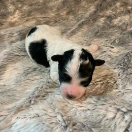 Cinder - Parti male Poodle puppy in Haddam, Kansas from Golden B Acres