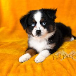Hulk - Black tri male Toy Australian Shepherd puppy in Liberty Hill, Texas from Pistol Paws Aussies