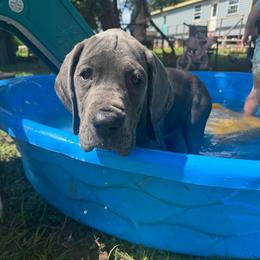 Sapphire - Blue female Great Dane puppy in Rosharon, Texas from Parker's Great Danes
