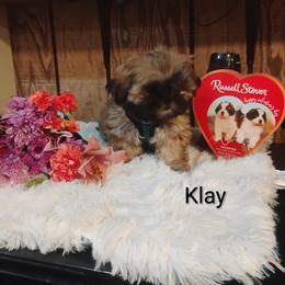 Klay - Brindle male Shih Tzu puppy in Ruffs Dale, Pennsylvania from RAM Shih Tzus Rolling Hills of PA