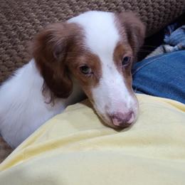 Dottie - Dachshund