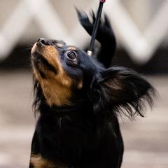 Daphne - Russian Toy