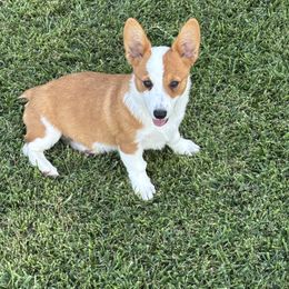 Bonny - Red female Pembroke Welsh Corgi puppy in Great Bend, Kansas from Mak-N-Hay Farms