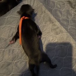 Heatwave (Orange Collar) - Black female Greyhound puppy in Mesa, Arizona from ARK Kennels