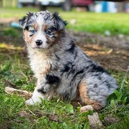 Feliz - Blue merle female Miniature Australian Shepherd puppy in North Lakeport, California from Wild Rose Ranch