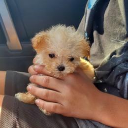 Poodle Puppies from Caboodles Of Poodles