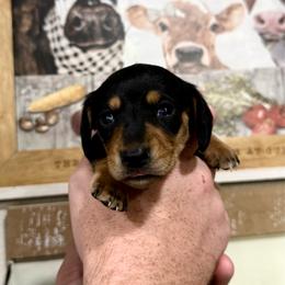 Girl 2 - Black and tan female Dachshund puppy in Rising Star, Texas from Boring Weenies