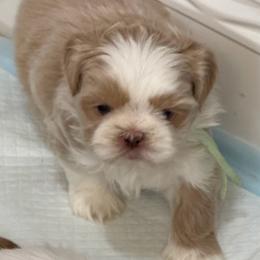 Green boy - Liver male Shih Tzu puppy in Berkeley Springs, West Virginia from Sandridge Shih Tzus