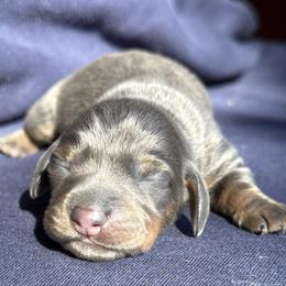 Male 1 - Gray (blue) and cream male Dachshund puppy in El Campo, Texas from Creamer Creek Kennel