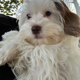 Charlotte - White female Shihpoo puppy in Boston, Massachusetts from London’s puppies