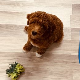 Goldendoodle Puppies from Labradoodleday