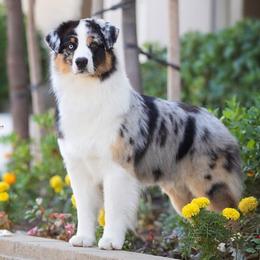 Australian Shepherds from Shoreline Aussies