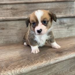 Cheddar - Red and white male American Corgi puppy in Pahrump, Nevada from Desert Sunset Corgis