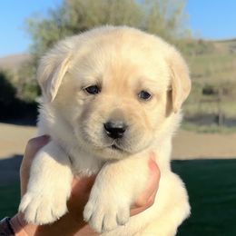 Light pink collar - Yellow female Labrador Retriever puppy in Ellensburg, Washington from Lost Spring Retrievers