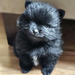 Pomeranian and Yorkshire Terrier Puppies from Pam Ackley