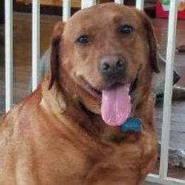 Lucy - Labrador Retriever