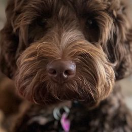Australian Labradoodles from Lantana Labradoodles